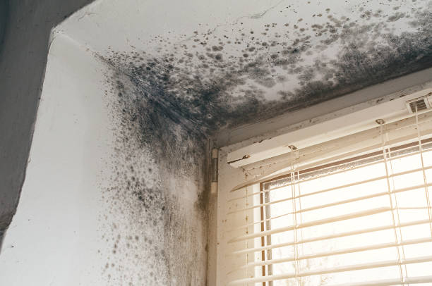 Affordable Mold Cleanup solutions in Canyon Lake, TX