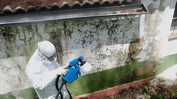 Trusted Attic Mold Removal service in Canyon Lake, TX - Cheap Mold Removal